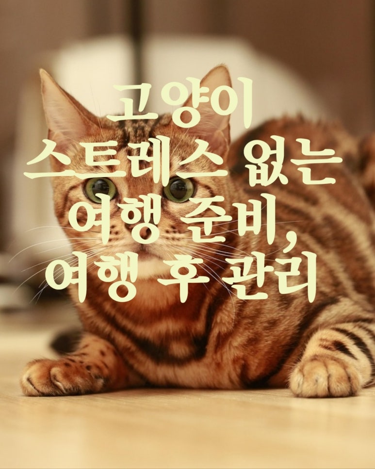 고양이 스트레스 없는 여행 준비법