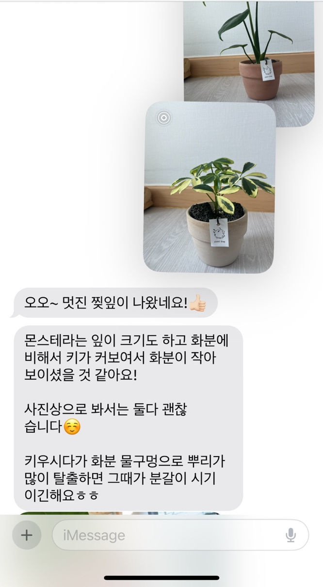 풀애 이미지