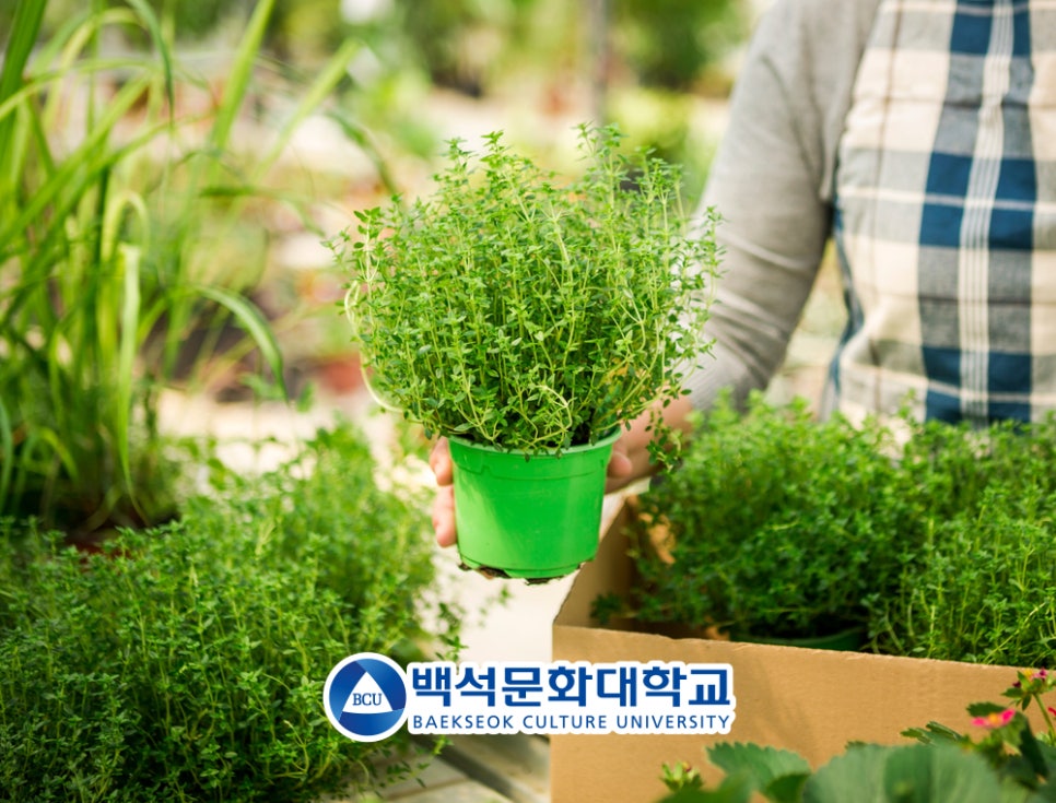플라웍스 이미지