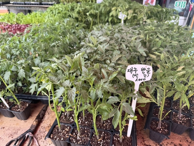 우리농산모종 이미지