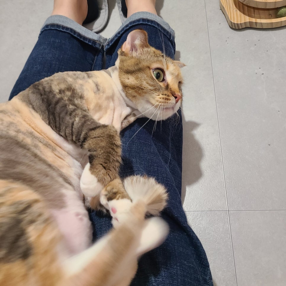 신림 고양이 호텔링: 티라노의 22일 장기 투숙 후기 — 사진 15