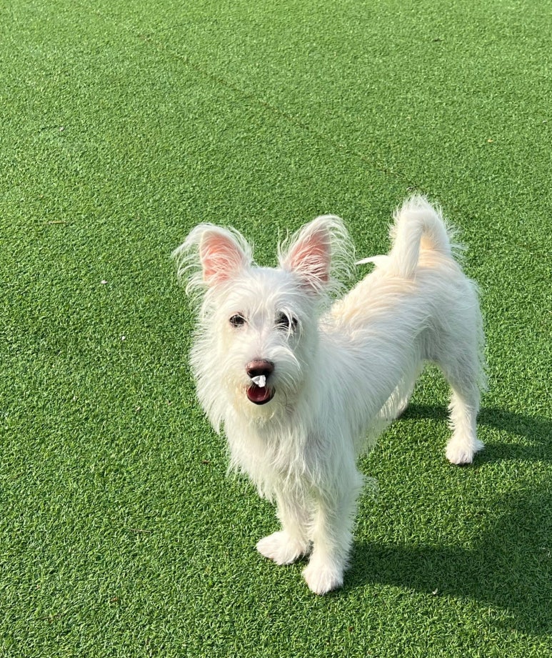 별똥구리 이미지