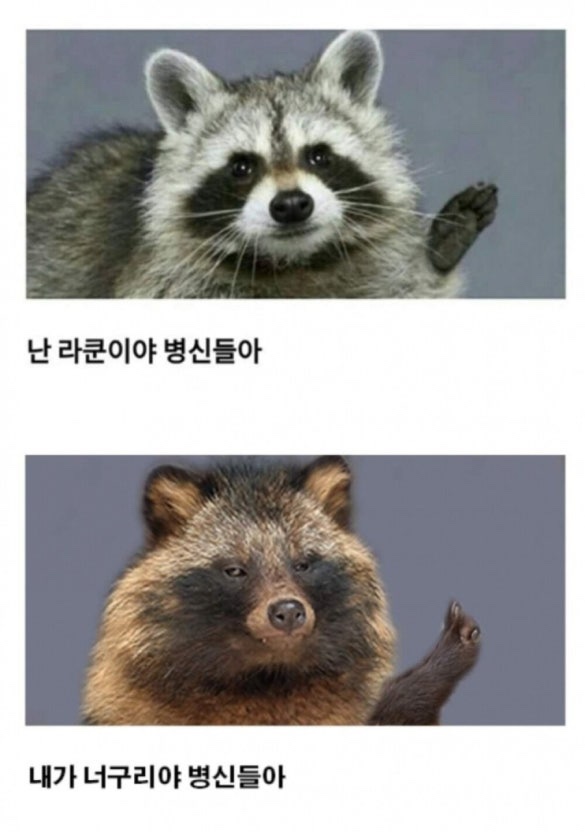 너구리 이미지