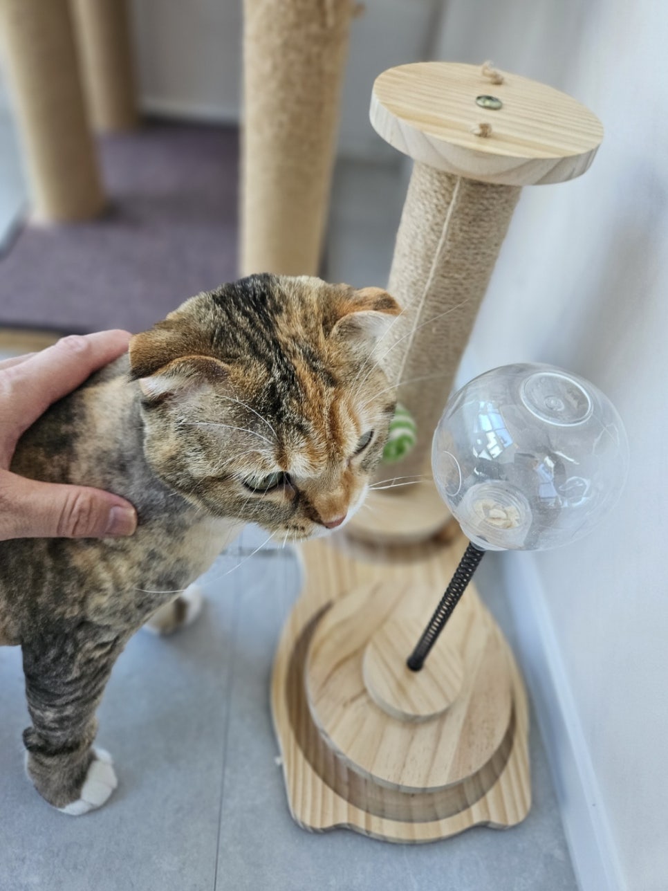 신림 고양이 호텔링: 티라노의 22일 장기 투숙 후기 — 사진 20