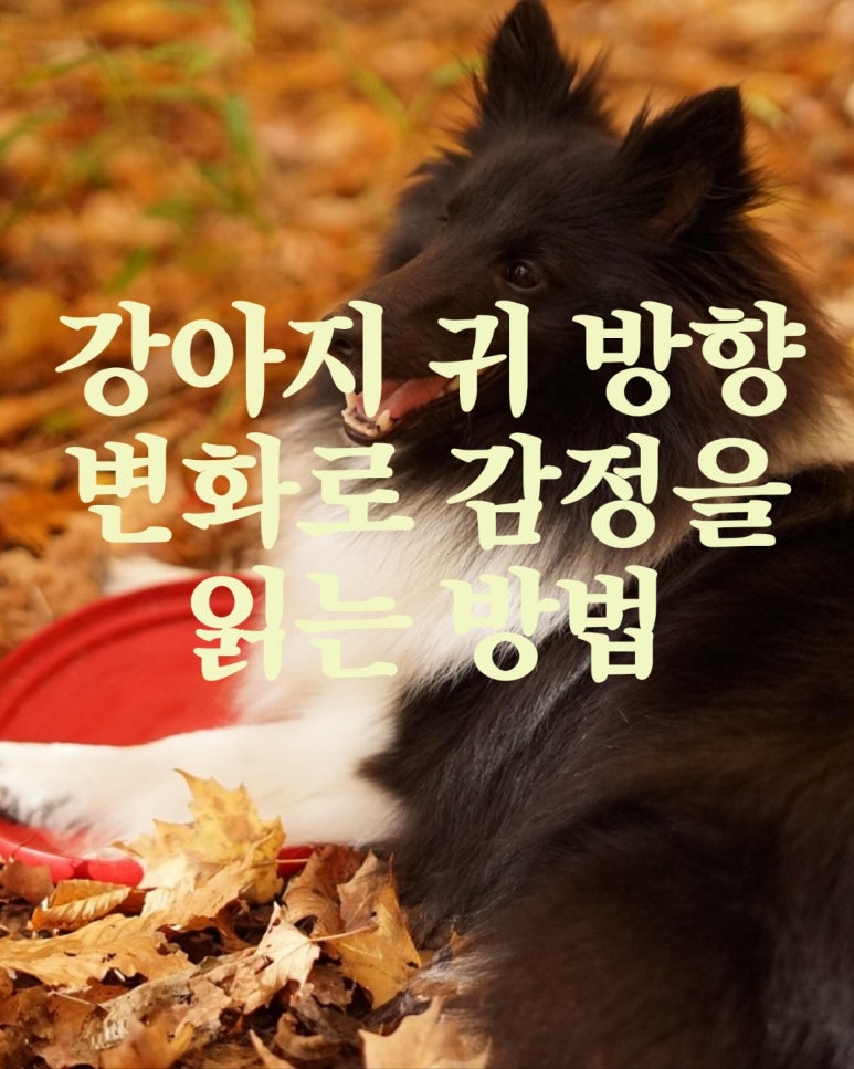 강아지 귀 방향 변화로 감정을 읽는 방법