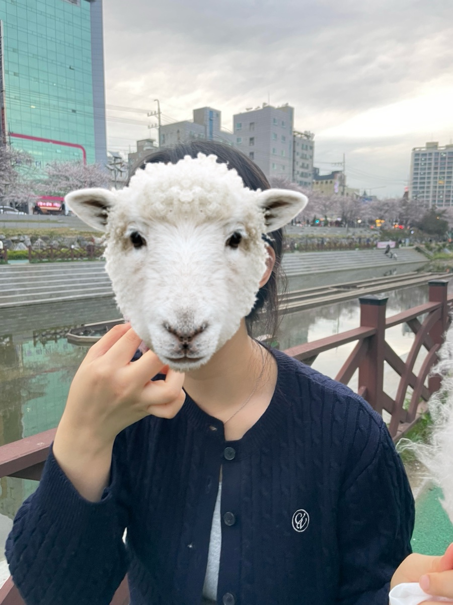 종철대박스시 이미지