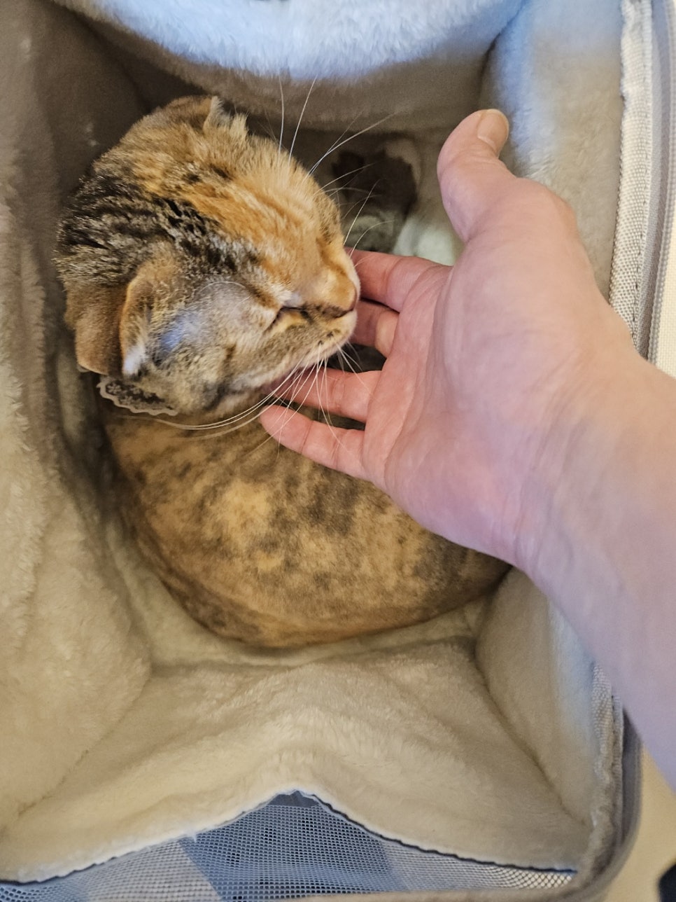 신림 고양이 호텔링: 티라노의 22일 장기 투숙 후기 — 사진 19