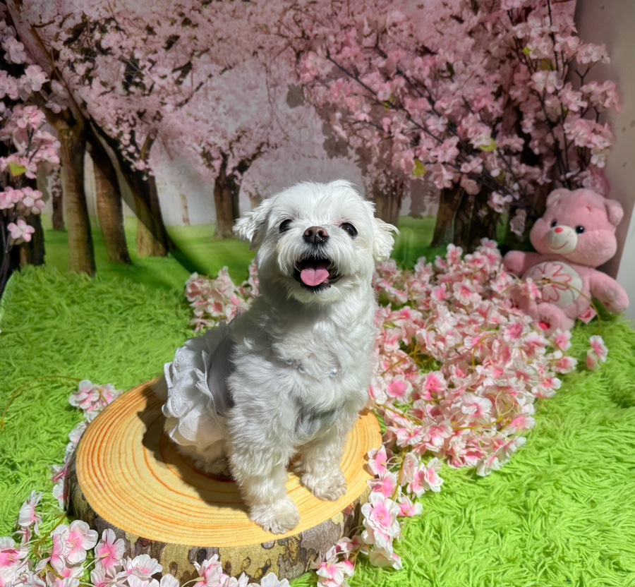 서울 강아지 호텔 스타몽, 안심 호텔링 경험 후기 — 사진 2