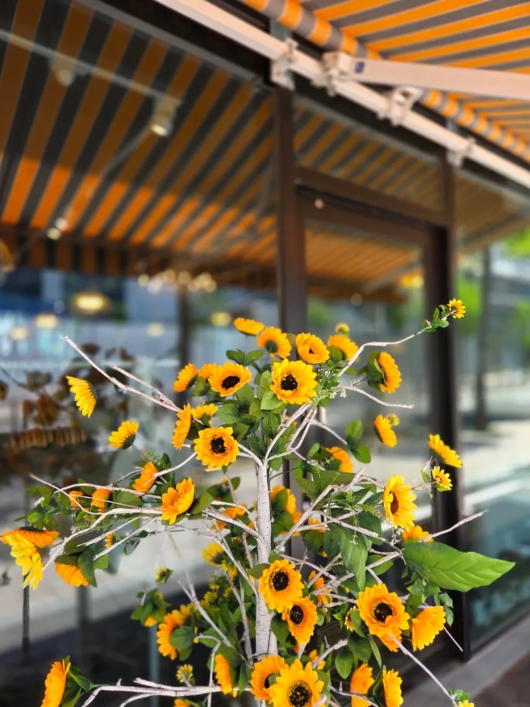 지라솔레(Girasole) 이미지