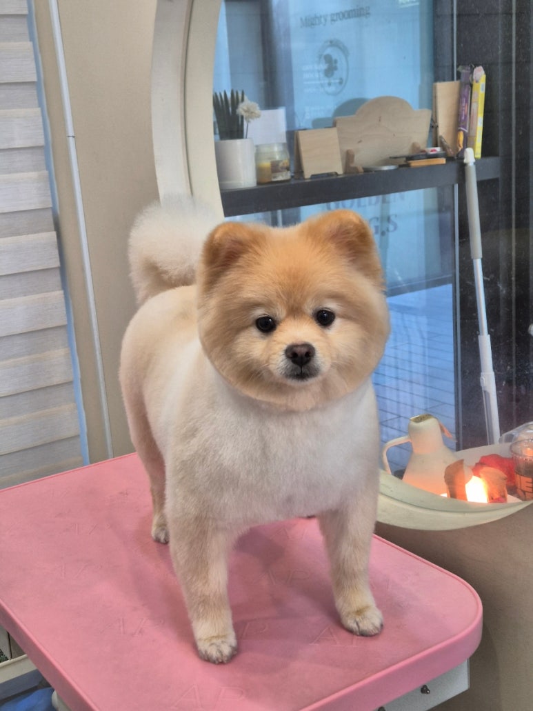 마이티그루밍 이미지