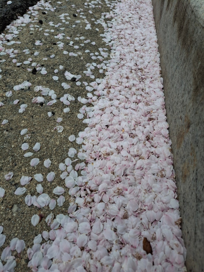 산처럼물처럼 이미지