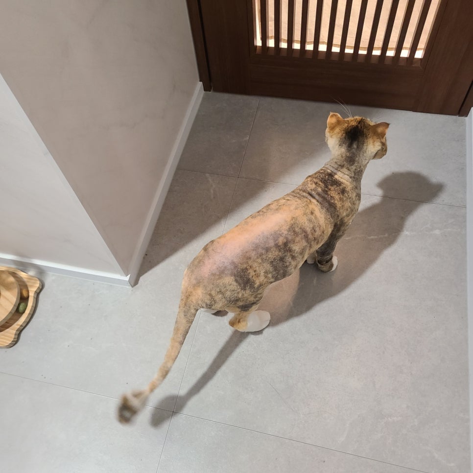 신림 고양이 호텔링: 티라노의 22일 장기 투숙 후기 — 사진 8
