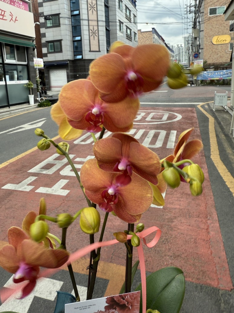 꼬옷 이미지