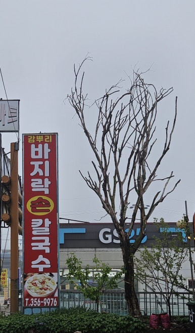 감뿌리손칼국수 이미지