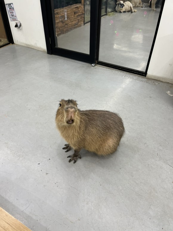 돌쇠갤러리 이미지