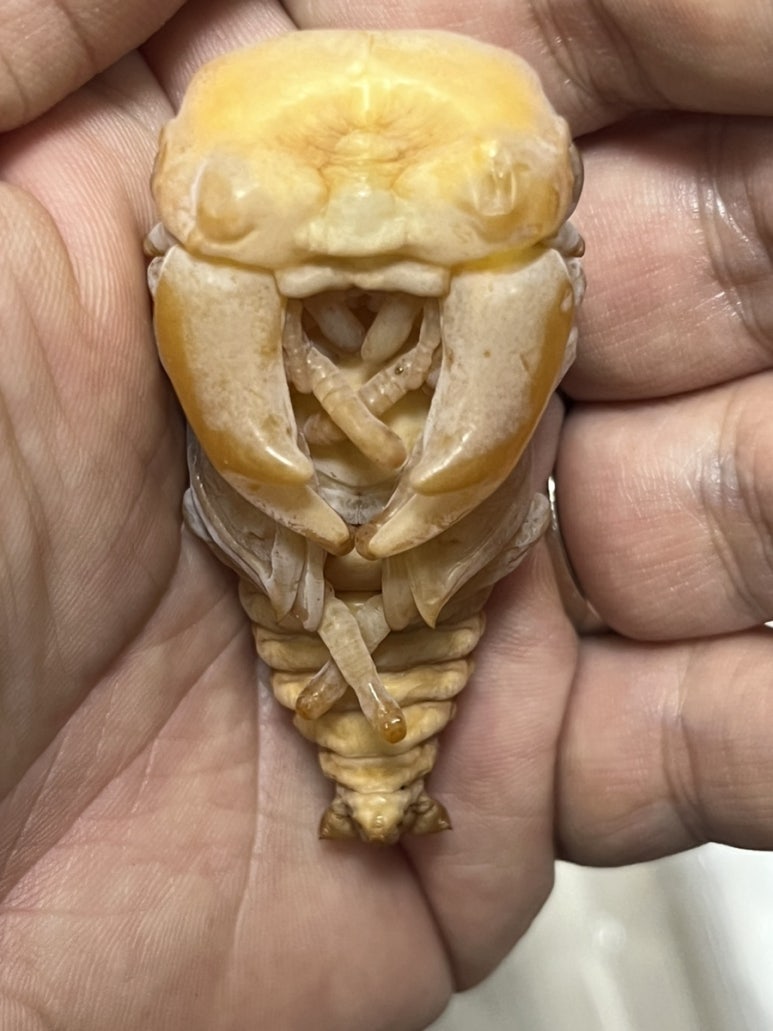 포텐슈 이미지