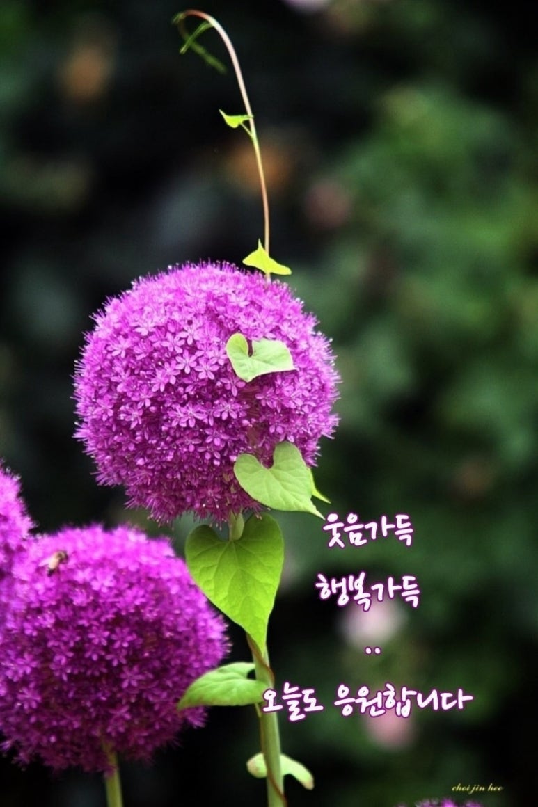 수지상사 이미지
