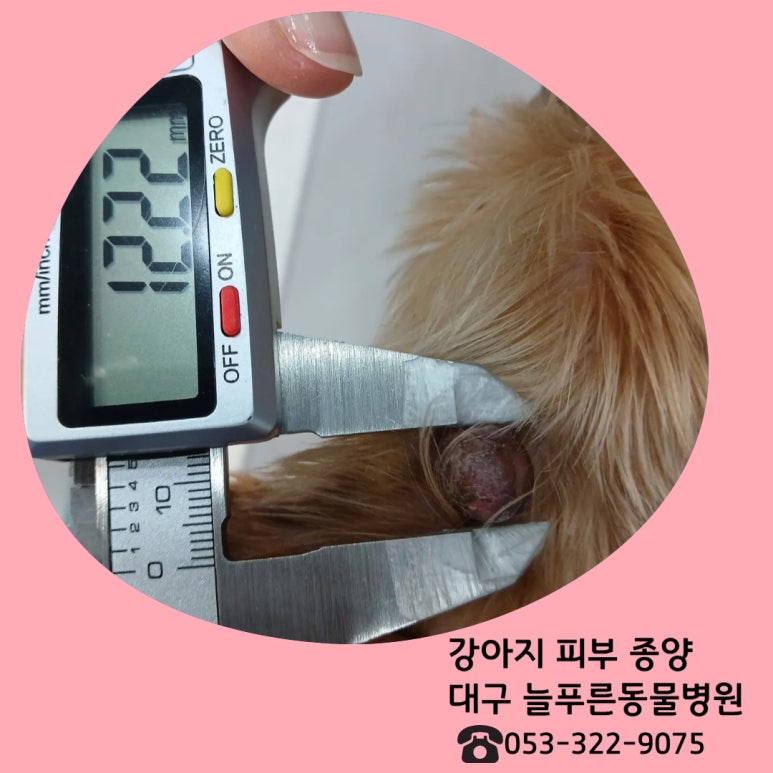늘푸른피부 이미지