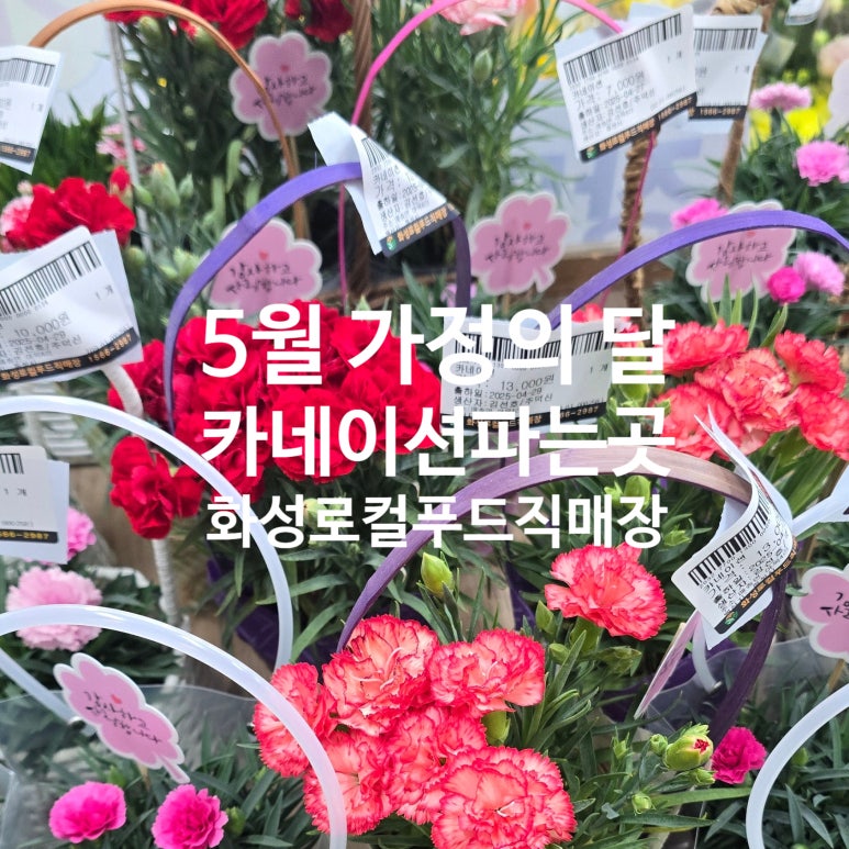 백합꽃직매장 이미지