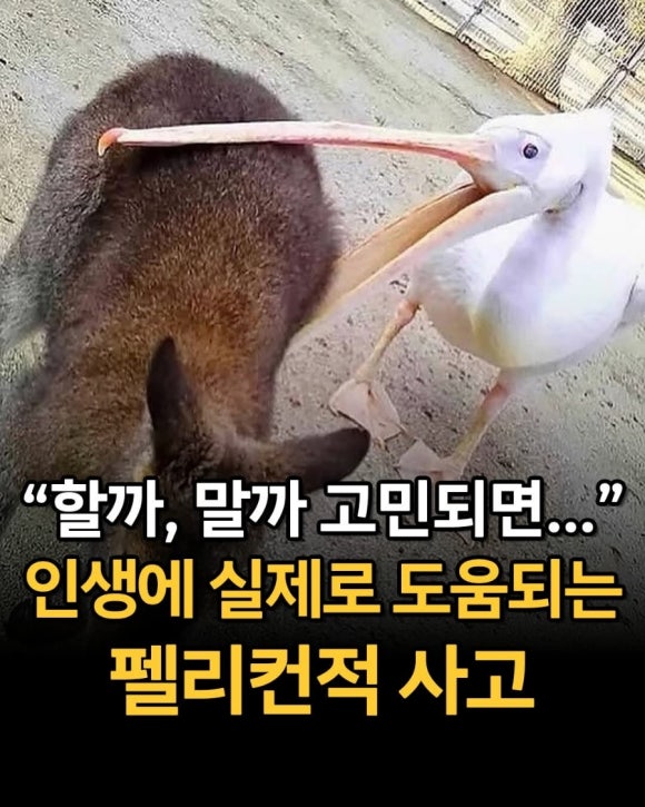 펠리칸 이미지