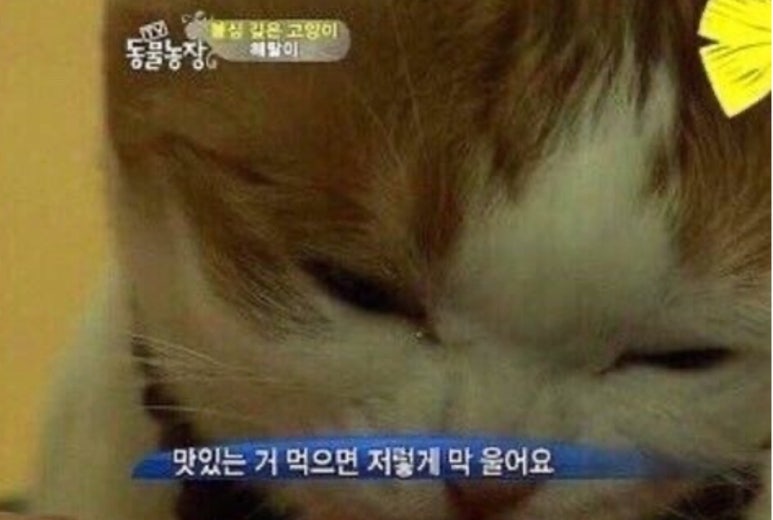 올레김밥 이미지