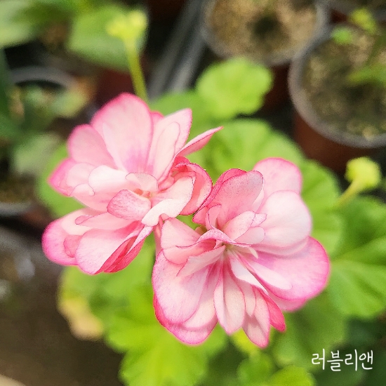 러블리앤 이미지