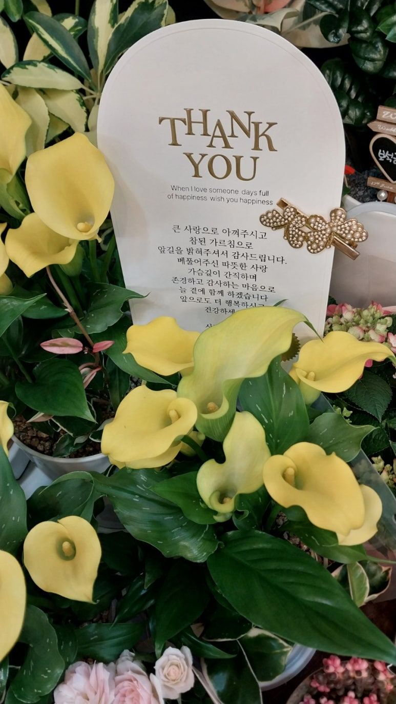 블랙버드플라워 이미지