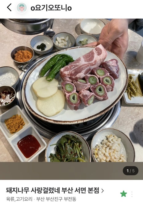 돼지나무 사랑걸렸네 이미지