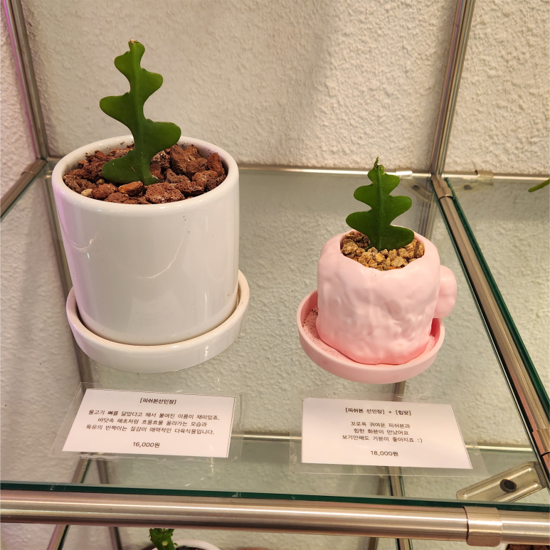 오백샵 이미지