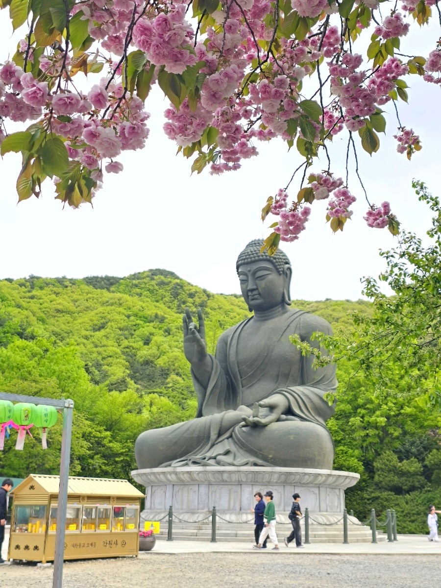 법인자연심 이미지