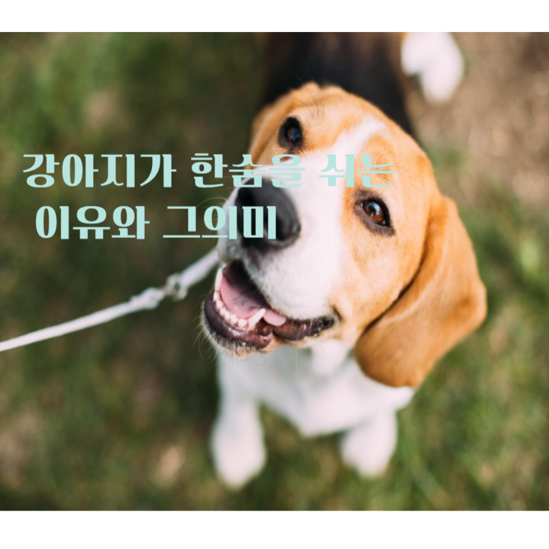강아지가 한숨을 쉬는 이유와 그 의미