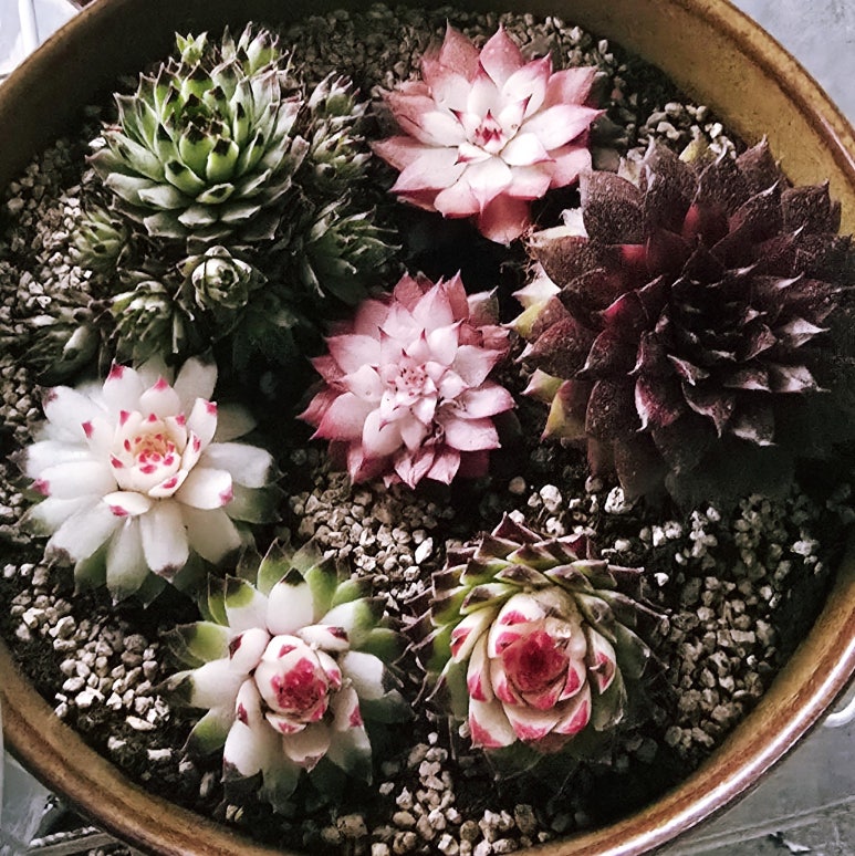 바위솔타운 이미지