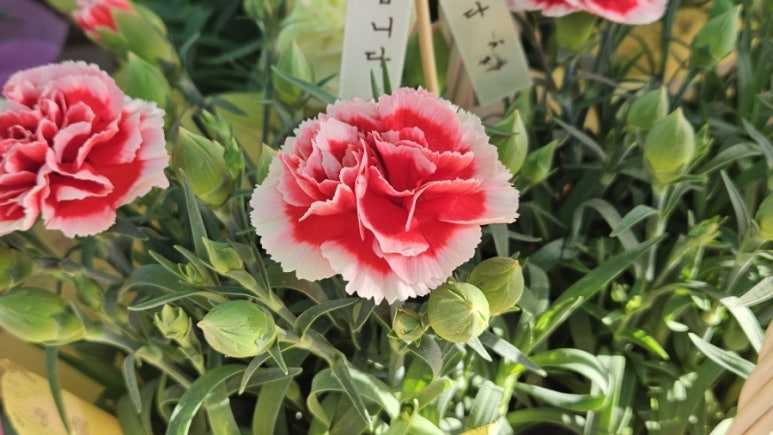 OK식물원 이미지