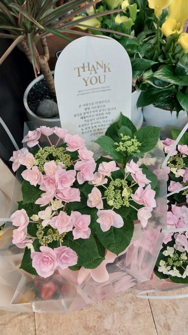 블랙버드플라워 이미지