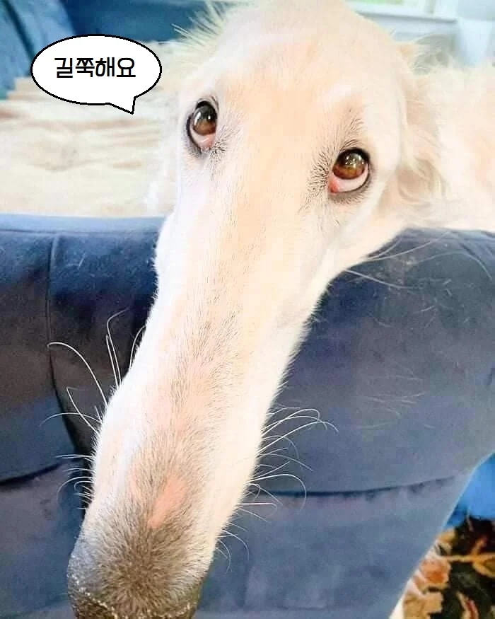 GID 이미지