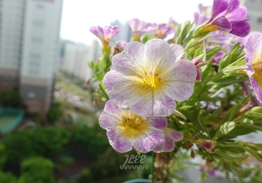 어반트 이미지