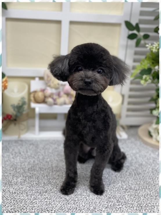 가위로마법처럼 이미지