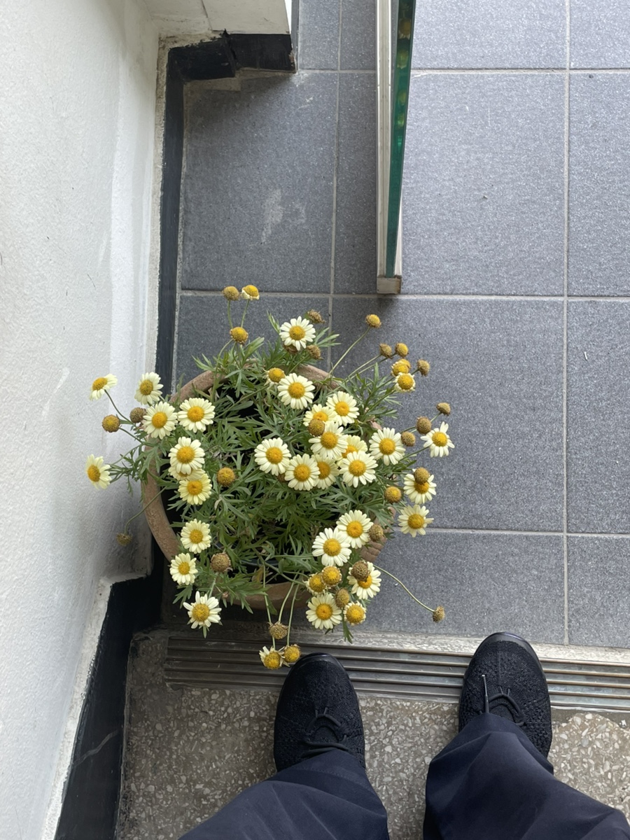 하기에프에스 이미지
