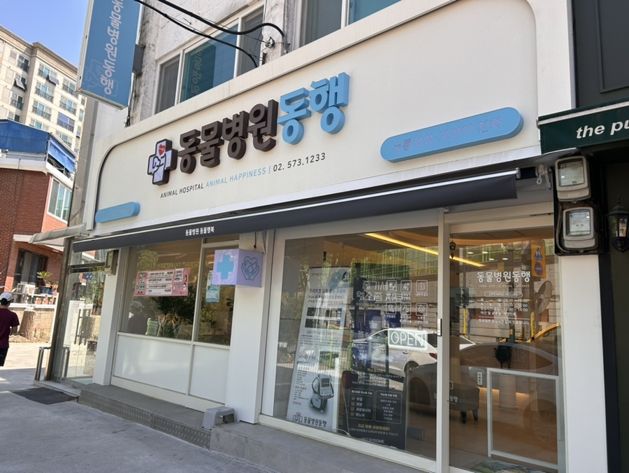도곡동 강아지 미용 & 건강검진 후기
