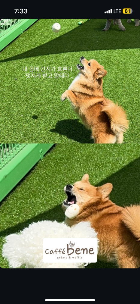 뒹굴개 이미지