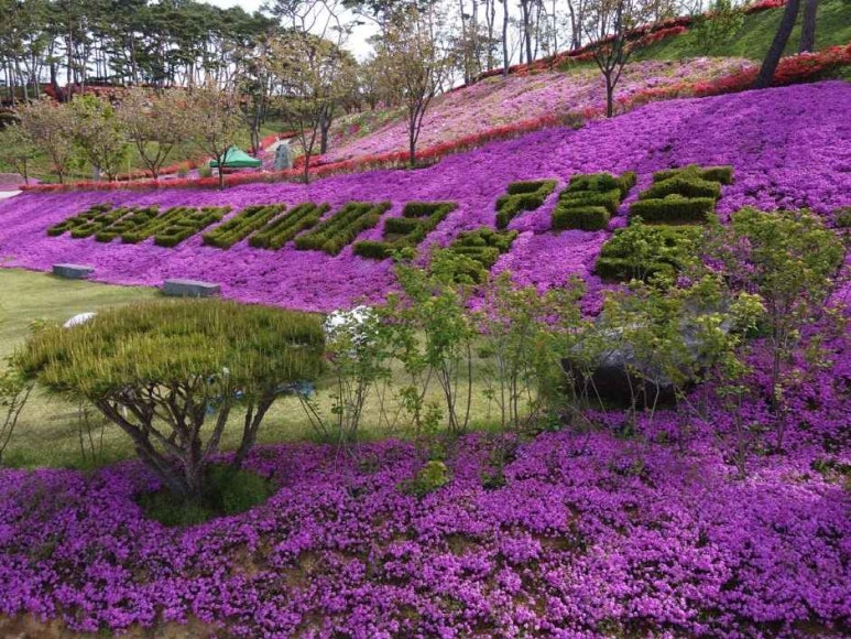솔바람 야영장 이미지