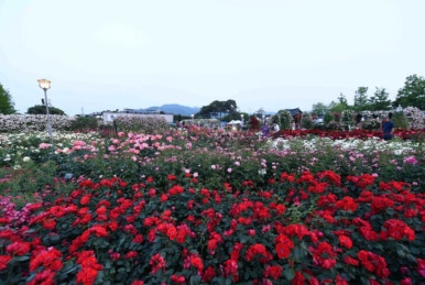 곡성사슴 이미지