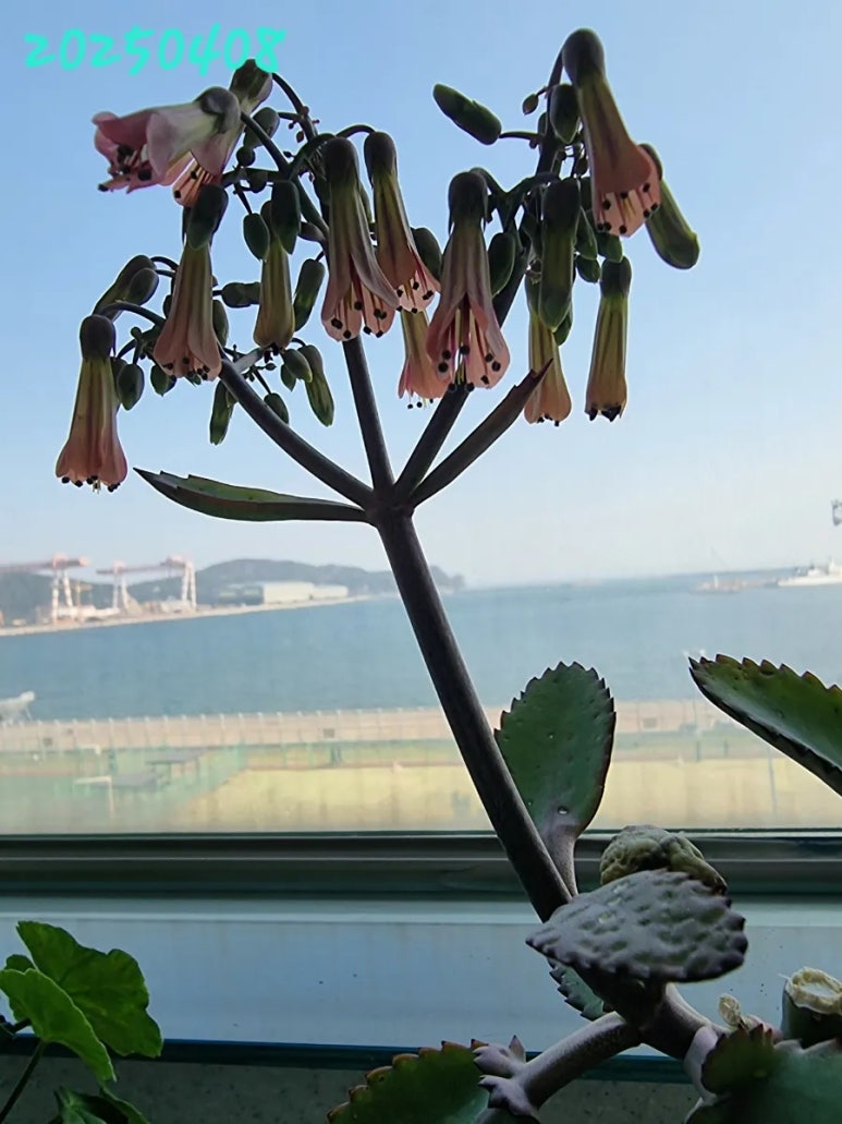 마더다육 이미지