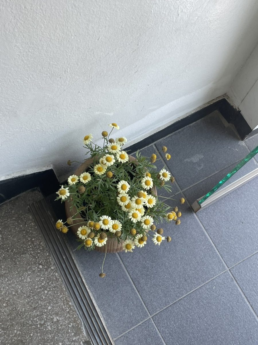 하기에프에스 이미지