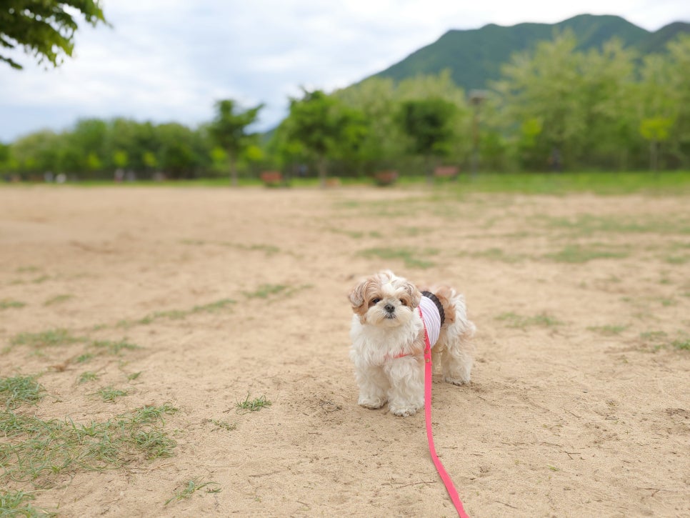 황산애견 이미지