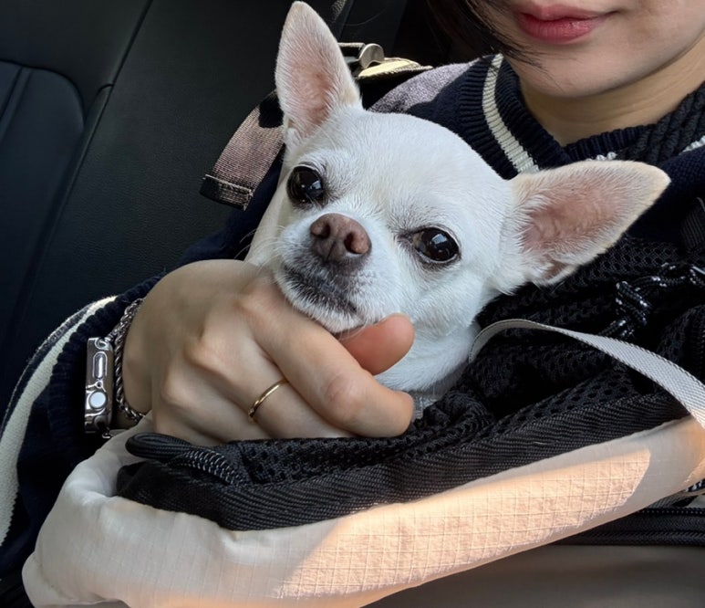 쮸 이미지