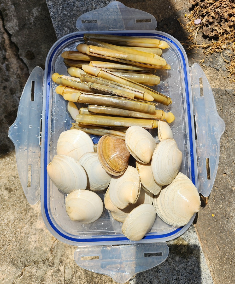 반도반점 이미지