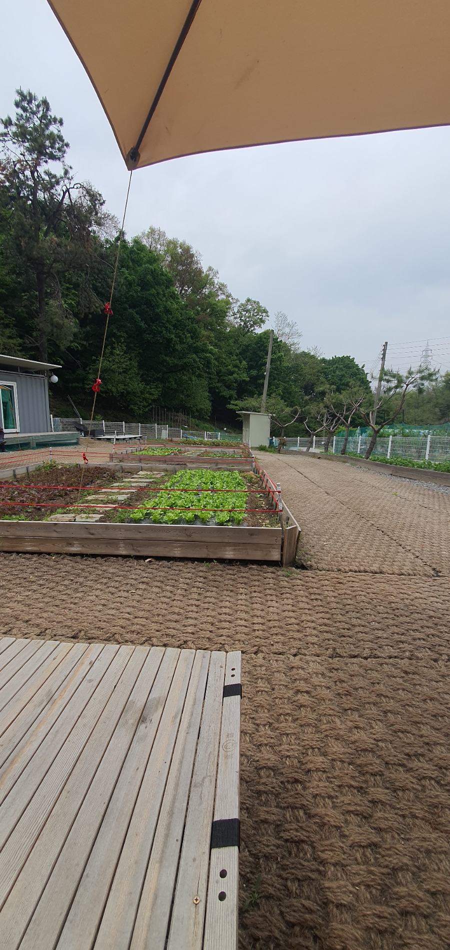 포레스트테일 이미지