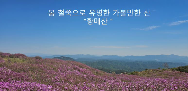 알레(alle) 이미지