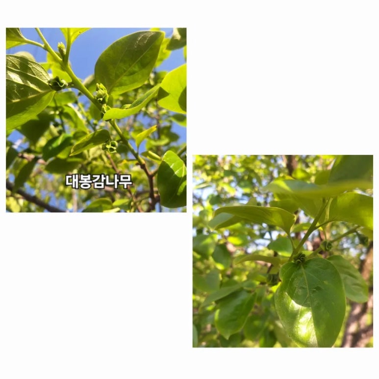 뉴숲 이미지